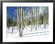 Morning Light On Aspen Grove In Winter, Colorado, Usa by Willard Clay Limited Edition Print