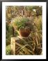 Phormium, Verbena, Gazania Fuchsia & Argyranthemum Overbecks, Devon by Mark Bolton Limited Edition Print