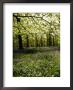 Bluebells And Beech Leaves In Oak Woodland, Forest Of Dean, Gloucestershire by John Downer Limited Edition Print