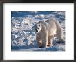 Polar Bear, Manitoba, Canada by Robert Franz Limited Edition Pricing Art Print