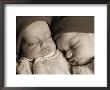 Newborn Twins Sleeping by Peter Walton Limited Edition Print