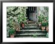 Stone Steps Leading To A Wooden Door With Pots Of Pelargonium And Buxus by Linda Burgess Limited Edition Print