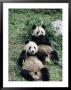 Giant Panda Bears Lying In The Grass, China by Lynn M. Stone Limited Edition Print