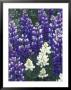 Closeup Of White Arctic Lupine, Alaska by Rich Reid Limited Edition Print