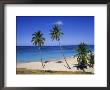 Palm Trees On Beach, Antigua, Caribbean, West Indies, Central America by Firecrest Pictures Limited Edition Print