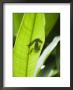 Red Eyed Tree Frog, Tortuguero National Park, Costa Rica by Robert Harding Limited Edition Print