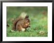 Red Squirrel (Sciurus Vulgaris), Lowther, Near Penrith, Cumbria, England, United Kingdom, Europe by Ann & Steve Toon Limited Edition Print