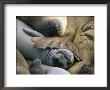 Northern Elephant Seals (Mirounga Angustirostris), Spring Molt by Rich Reid Limited Edition Print