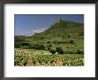 Vineyards Near Pezenas, Herault, Languedoc-Roussillon, France by Michael Busselle Limited Edition Print