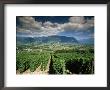 Vineyards Near Chambery, Savoie, Rhone Alpes, France by Michael Busselle Limited Edition Print