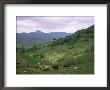 Salers Cows In Pastures, Cantal Mountains, Auvergne, France by Peter Higgins Limited Edition Print