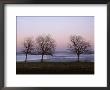 Bare Trees In Winter, St. Valery Sur Somme, River Somme Estuary, Picardie (Picardy), France by Peter Higgins Limited Edition Print