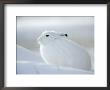 Snow Hare (Lepus Americanus), Churchill, Manitoba, Canada by Thorsten Milse Limited Edition Print