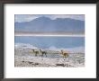 Wild Vicunas On Borax Mineral Flats, With Mineral Flat Margin, Bolivia by Tony Waltham Limited Edition Print