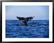 Grey Whale, Diving, Vancouver Island, Canada by Gerard Soury Limited Edition Print