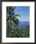 Tropical Coastal Scenery, Bougainville Island, Papua New Guinea, Pacific by Mrs Holdsworth Limited Edition Print