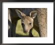 Eastern Grey Kangaroo (Macropus Fuliginosus), Marramarang National Park, New South Wales, Australia by Thorsten Milse Limited Edition Print