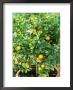 Citrus Mitis In Pot by Michele Lamontagne Limited Edition Print