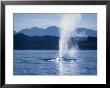 Blue Whale, Blowing, Sea Of Cortez by Gerard Soury Limited Edition Print
