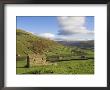 Stone Barns In Swaledale, Near Keld, Yorkshire Dales National Park, Yorkshire, England, Uk by Neale Clarke Limited Edition Print