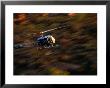 Helicopter At Glen Helen Gorge West Macdonnell National Park, Northern Territory, Australia by John Hay Limited Edition Print