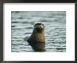 A River Otter Pokes Its Head Above Water To See What Is Going On by Michael S. Quinton Limited Edition Print