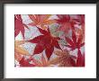 Japanese Maple Leaves Frozen In Water, Sammamish, Washington, Usa by Darrell Gulin Limited Edition Print