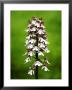 Lady Orchid, Spike Close Up, Uk by David Clapp Limited Edition Print