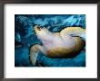 Turtle Underwater, Australia by Peter Hendrie Limited Edition Print