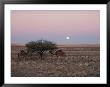 The Moon Rises Over Two Camels Tied To A Low Tree by Joe Scherschel Limited Edition Pricing Art Print