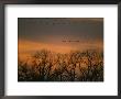 Sandhill Cranes Fly In Formation Over Silhouetted Trees At Dusk by Joel Sartore Limited Edition Print