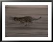 An African Cheetah Becomes A Blur As It Sprints Towards Its Next Meal by Chris Johns Limited Edition Print