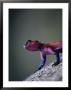 Agama Lizard (Agama Agama), Serengeti National Park, Arusha, Tanzania by Lawrence Worcester Limited Edition Print