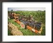 Harvesting Grapes, St. Joseph, Ardeche, Rhone Alpes, France by Michael Busselle Limited Edition Print