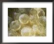 Tentacles Of Bulb Tentacle Sea Anemone, Queensland, Australia by Doug Perrine Limited Edition Print