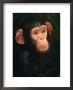 Baby Chimpanzee Portrait, From Central Africa by Pete Oxford Limited Edition Print