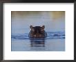 Hippopotamus Submerged In Water, Moremi Wildlife Reserve Bostwana Africa by Tony Heald Limited Edition Print
