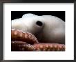 Deepsea Octopus (Benthoctopus Sp), Close-Up Of Eye, Deep Sea Atlantic Ocean by David Shale Limited Edition Print