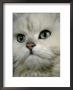 Domestic Cat, Chinchilla Persian Close Up Of Face by Jane Burton Limited Edition Print