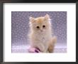 Domestic Cat, 8-Week Fluffy Cream Kitten With Sad Expression by Jane Burton Limited Edition Print