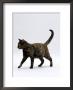 Domestic Cat, One-Year Dark Tortoiseshell Shorthair Cat by Jane Burton Limited Edition Print