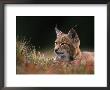 Young European Lynx Waking Up Among Bilberry Plants, Sumava National Park, Bohemia, Czech Republic by Niall Benvie Limited Edition Print