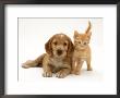 Golden Cocker Spaniel Puppy With British Shorthair Red Tabby Kitten by Jane Burton Limited Edition Pricing Art Print