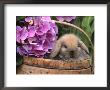 Baby Holland Lop Eared Rabbit In Basket, Usa by Lynn M. Stone Limited Edition Pricing Art Print