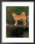 Shiba Inu Standing On A Bridge by Adriano Bacchella Limited Edition Print