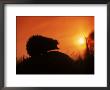 Hedgehog (Erinaceus Europaeus) Silhouette At Sunset, Poland, Europe by Artur Tabor Limited Edition Print