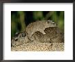 Rock Hyrax With Young On Back, Serengeti, Tanzania, East Africa by Anup Shah Limited Edition Print