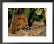 Dwarf Mongoose With Baby, Serengeti, Tanzania, East Africa by Anup Shah Limited Edition Print