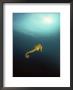 Yellow Seahorse Against Sunlight, Mediterranean Sea by Jurgen Freund Limited Edition Print