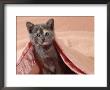 Domestic Cat, Blue Cream Kitten, In A Pink Blanket, Bedroom by Jane Burton Limited Edition Print